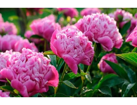 Подготовка пионов к зимовке