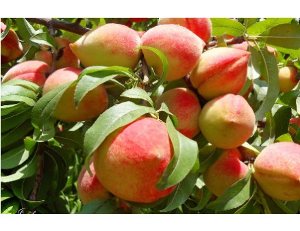 Летние подкормки плодовых садов и ягодников