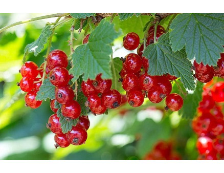 Схема подкормки и обрезки смородины весной Схема подкормки и обрезки смородины весной