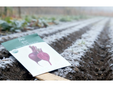 Подзимний посев свеклы и его особенности