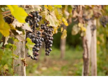 5 дел, которые необходимо сделать с виноградом в октябре