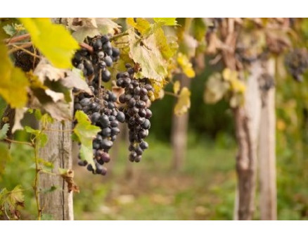 5 дел, которые необходимо сделать с виноградом в октябре 5 дел, которые необходимо сделать с виноградом в октябре