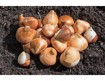 Плесень на луковицах тюльпанов: откуда взялась и как от нее избавиться 