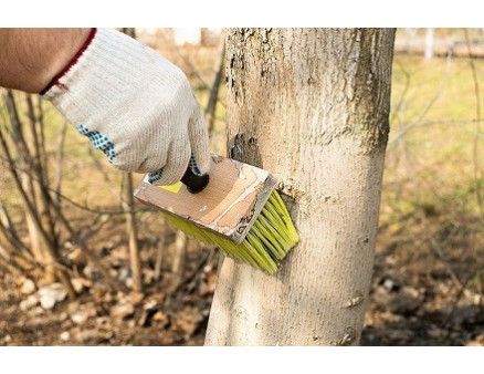 Побелка деревьев весной: действительно ли это необходимая процедура? Побелка деревьев весной: действительно ли это необходимая процедура?