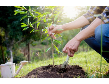 Почему саженцы не приживаются на вашем участке?