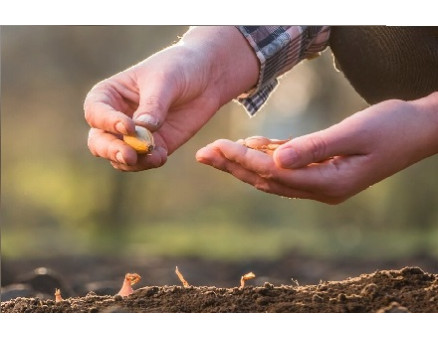 Подзимние посевы: "за" и "против"