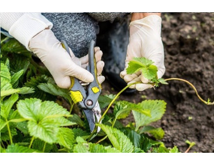 Нужно ли обрезать клубнику осенью?