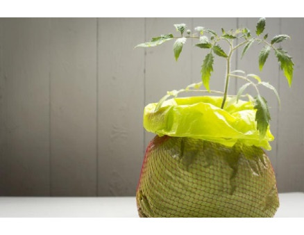 Томаты в мешках: основные правила посадки рассады