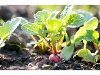 Поради садівникам: що посадити в липні-серпні, щоб використовувати ділянку по максимуму