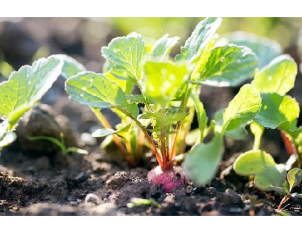 Советы садоводам: что по­­садить в июле-августе, чтобы использовать участок по максимуму