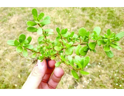 Портулак: корисний бурʼян Портулак: корисний бурʼян