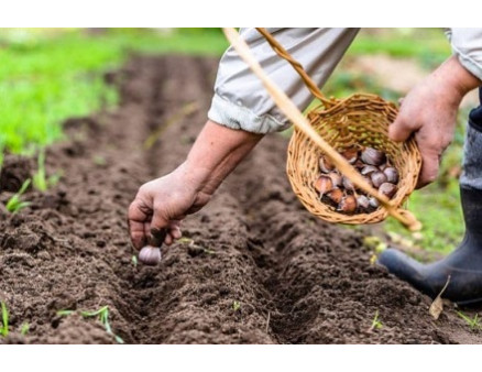 Посадка чеснока на зиму