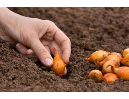 Особенности посадки лука на зиму