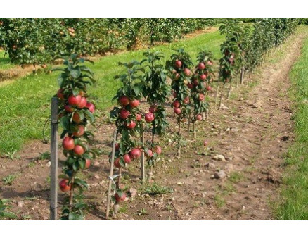 Как выбрать посадочный материал для яблочного сада