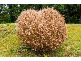 Пожелтел самшит после зимы: что делать