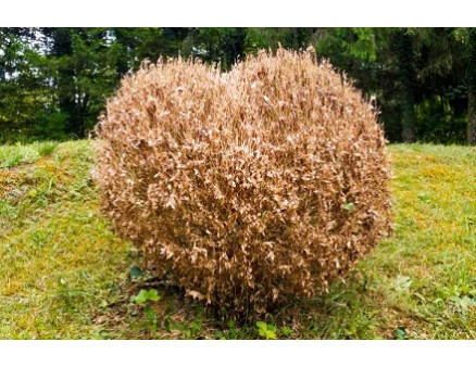 Пожелтел самшит после зимы: что делать