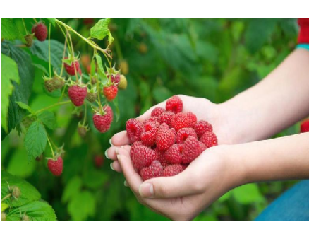 Основные условия правильного ухода за малиной Основные условия правильного ухода за малиной