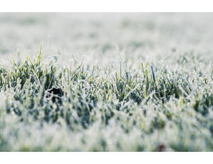 Правила ухода за газоном весной Правила ухода за газоном весной