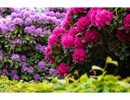 Правила посадки рододендрона