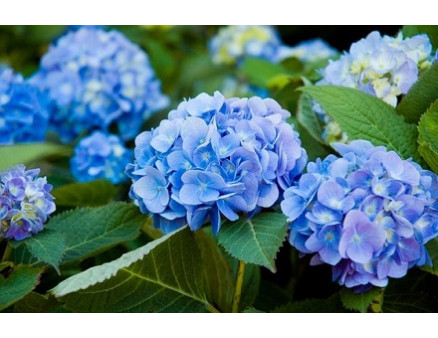 Правила закисления почвы для гортензий, хвойных, вересков