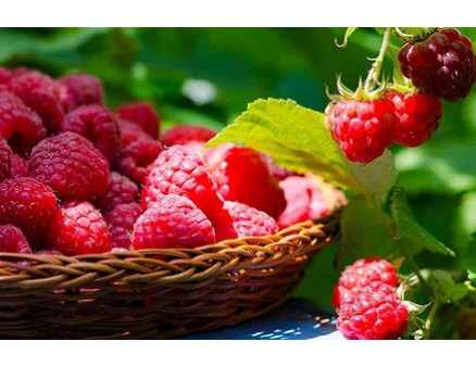 Правильный уход за малиной осенью