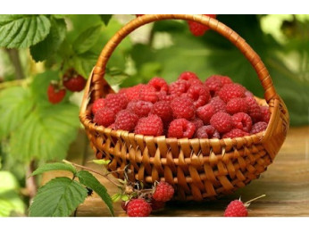 Програма харчування малини Yara