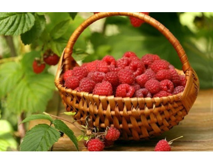 Программа питания малины Yara