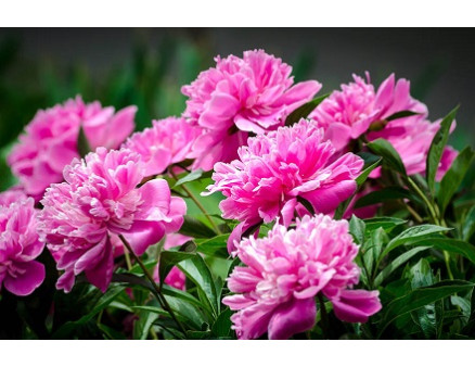 Пышное цветение пионов. Как этого добиться?