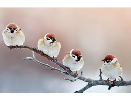 10 вещей, которые стоит сделать в феврале для хорошего урожая 10 вещей, которые стоит сделать в феврале для хорошего урожая