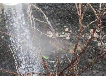 Обробка окропом кущів і для чого це потрібно?