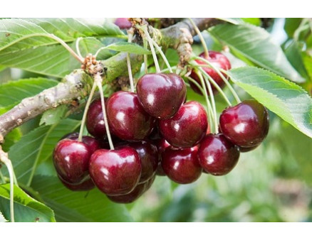 Рекомендации по уходу за черешней Крупноплодной