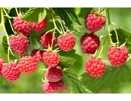 Ремонтантная малина: в чем преимущество и как вырастить первый урожай уже осенью