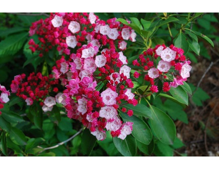 Разновидности кальмии и основные рекомендации по посадке и уходу