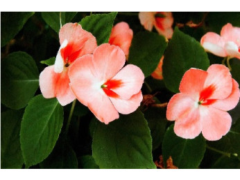 Які рослини вибрати для східного і західного балкона?