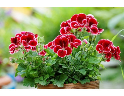 Какие растения отпугивают комаров