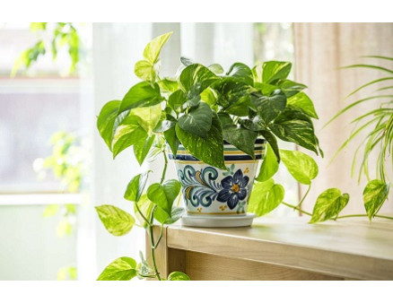 Розмаїття кімнатних ліан Розмаїття кімнатних ліан