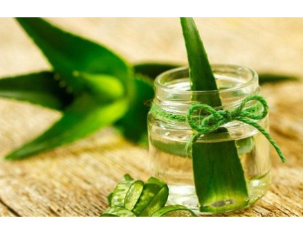 Розмноження алое в домашніх умовах Розмноження алое в домашніх умовах