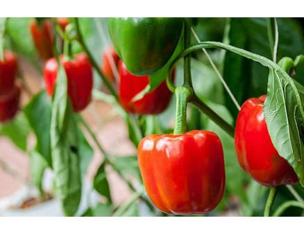 Выращиваем рассаду перца без труда Выращиваем рассаду перца без труда