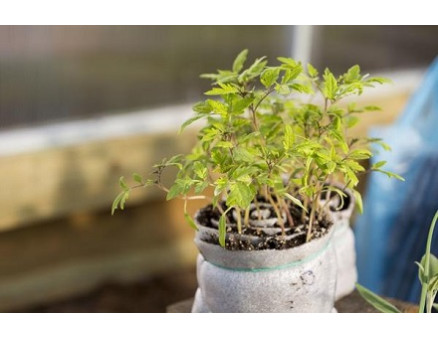 Рассада в улитках и пеленках – экономия места и грунта