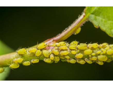 Как избавиться от садовой тли