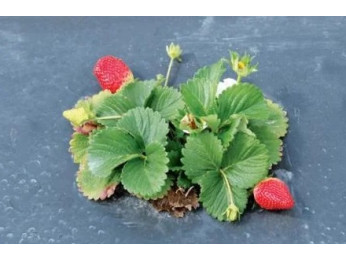 Садимо полуницю під агроволокно: техніка та нюанси