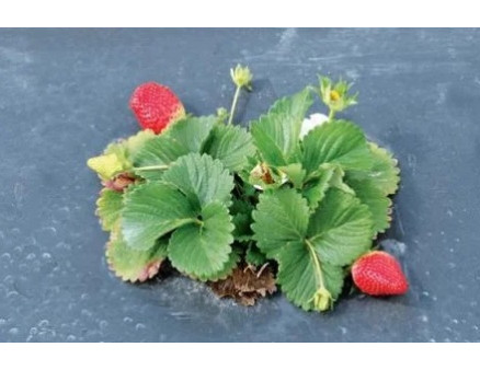 Садим клубнику под агроволокно: техника и нюансы Садим клубнику под агроволокно: техника и нюансы