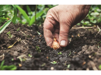 Садимо озиму цибулю під зиму: як із голландської сіянки отримати великі цибулини ще до середини літа