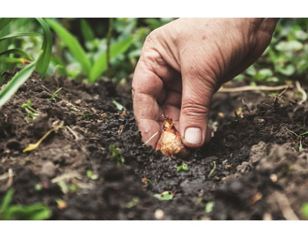 Сажаем озимый лук под зиму: как из голландской сеянки получить крупные луковицы еще до середины лета
