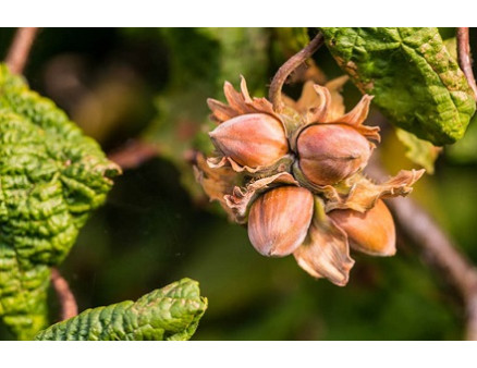 Саженцы фундука – как правильно посадить орех весной