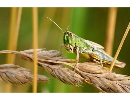 Саранча: как с ней бороться?