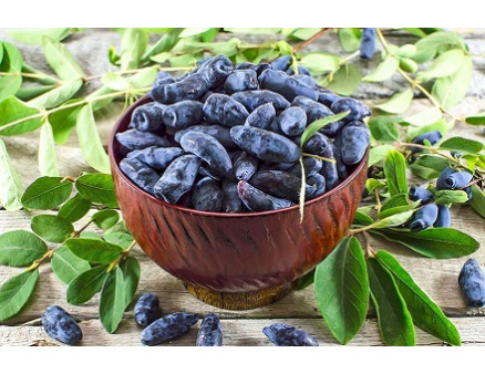 Секреты ухода за жимолостью