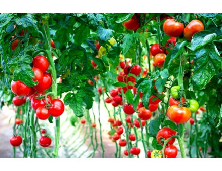 Шпалеры для выращивания помидоров: виды и особенности конструкций