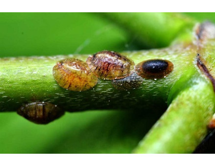 Щитовка на домашних растениях: как избавиться?