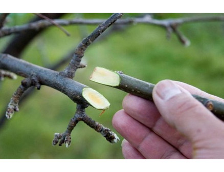 Прививка деревьев зимой, что нужно знать? Прививка деревьев зимой, что нужно знать?